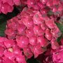 Hydrangea macrophylla 'Magical Sapphire'